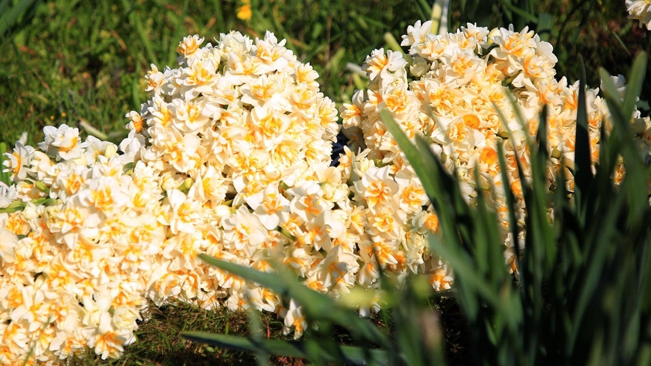 Bu bitki Alzheimer tedavisinde kullanılabilir! Sadece kokusuyla değil sırlarıyla dikkat çekiyor