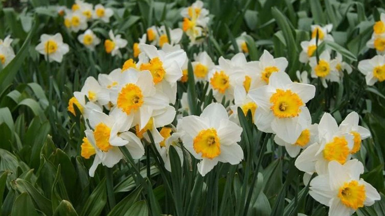 Foto - Bu bitki Alzheimer tedavisinde kullanılabilir! Sadece kokusuyla değil sırlarıyla dikkat çekiyor
