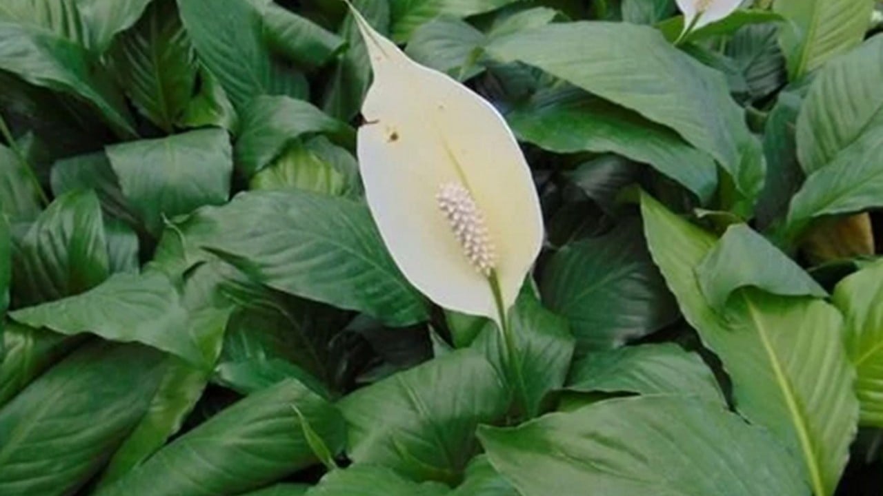 Foto - Bu bitkiyi evinizde bulundurun size yeter! Havayı yüzde 90 temizliyor! Hem doğal hem şık