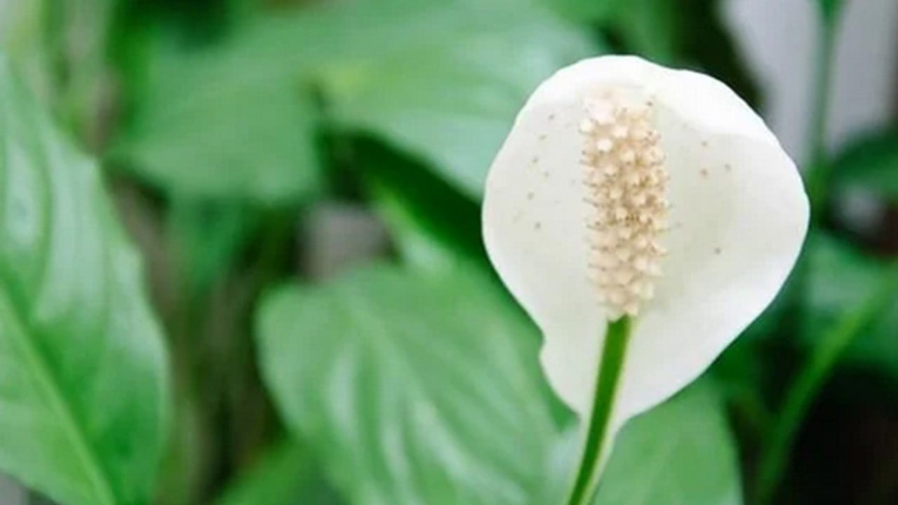 Bu bitkiyi evinizde bulundurun size yeter! Havayı yüzde 90 temizliyor! Hem doğal hem şık