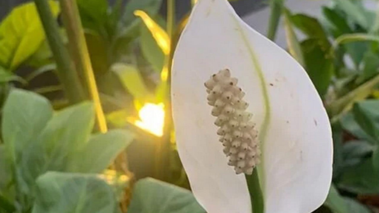 Foto - Bu bitkiyi evinizde bulundurun size yeter! Havayı yüzde 90 temizliyor! Hem doğal hem şık