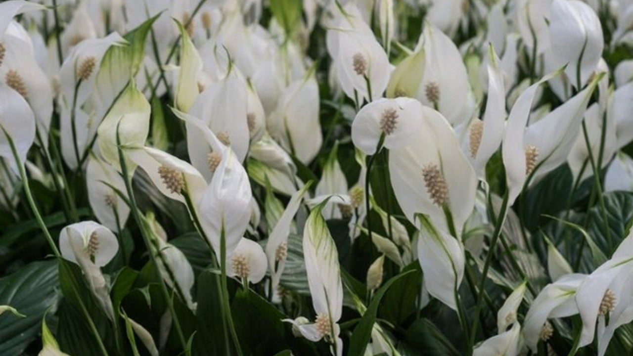 Foto - Bu bitkiyi evinizde bulundurun size yeter! Havayı yüzde 90 temizliyor! Hem doğal hem şık