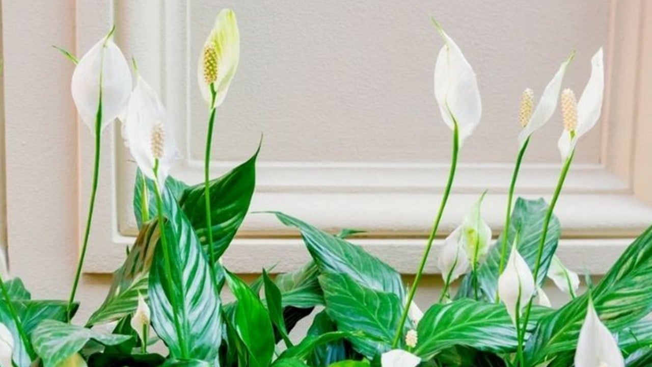 Foto - Bu bitkiyi evinizde bulundurun size yeter! Havayı yüzde 90 temizliyor! Hem doğal hem şık