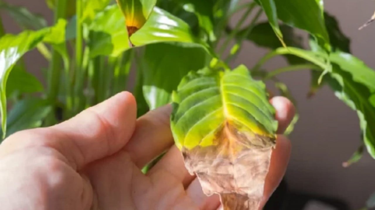 Foto - Bu bitkiyi evinizde bulundurun size yeter! Havayı yüzde 90 temizliyor! Hem doğal hem şık