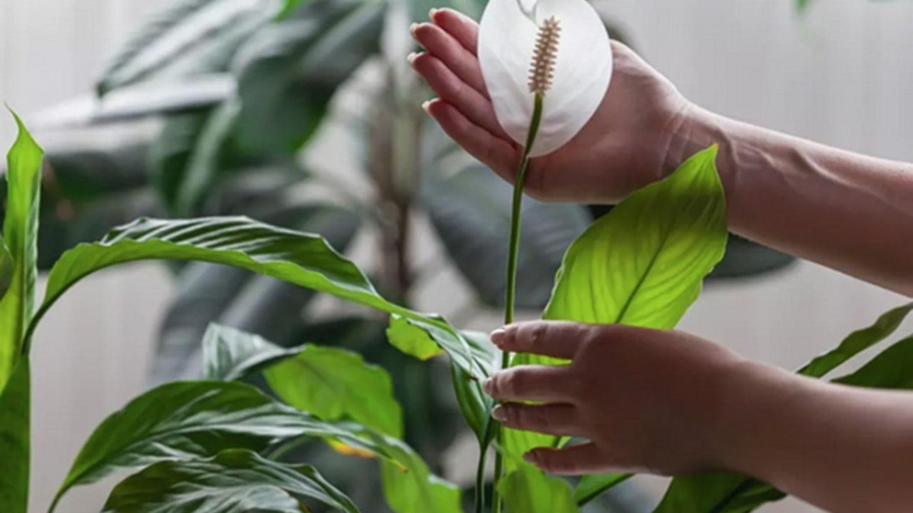 Foto - Bu bitkiyi evinizde bulundurun size yeter! Havayı yüzde 90 temizliyor! Hem doğal hem şık