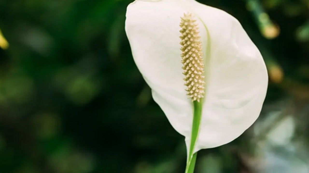 Foto - Bu bitkiyi evinizde bulundurun size yeter! Havayı yüzde 90 temizliyor! Hem doğal hem şık