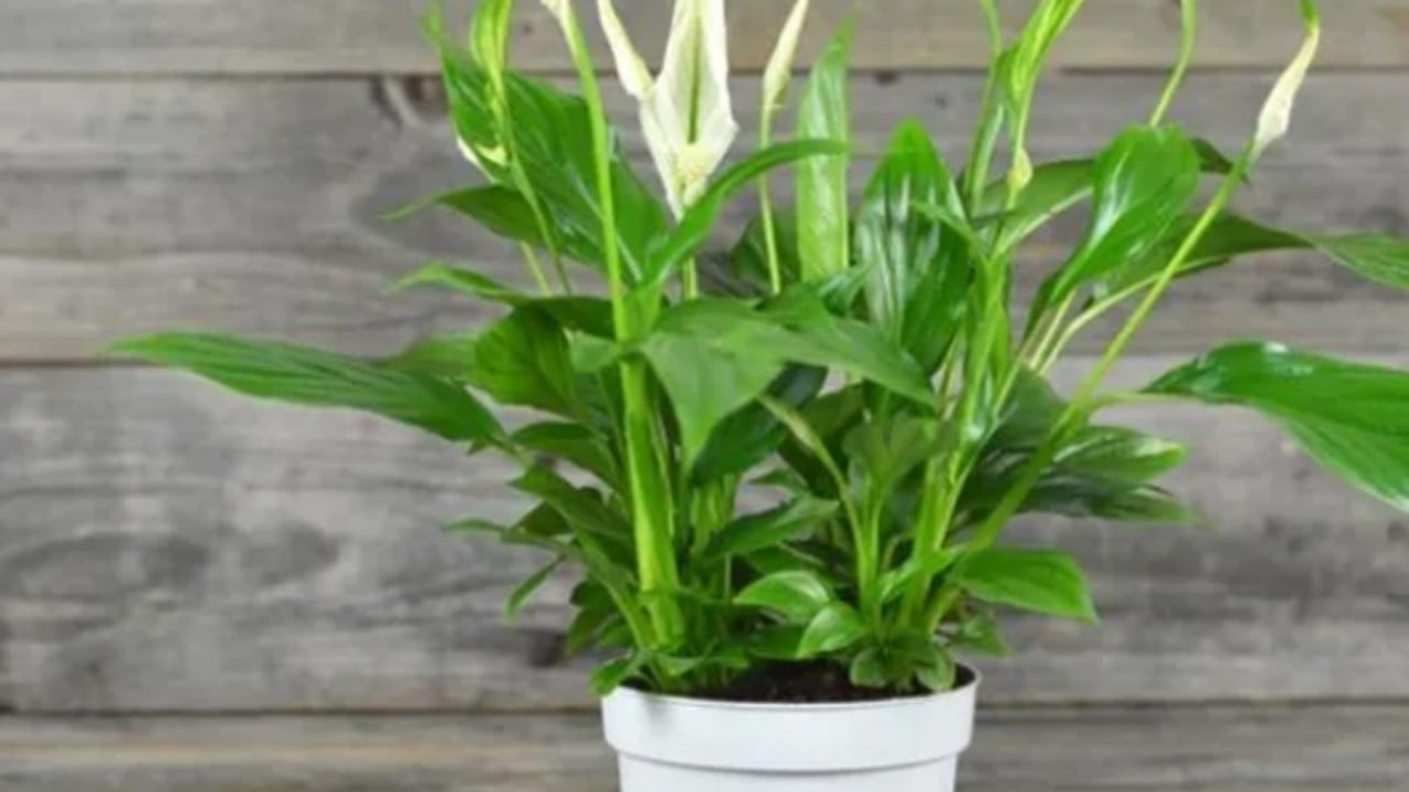 Foto - Bu bitkiyi evinizde bulundurun size yeter! Havayı yüzde 90 temizliyor! Hem doğal hem şık