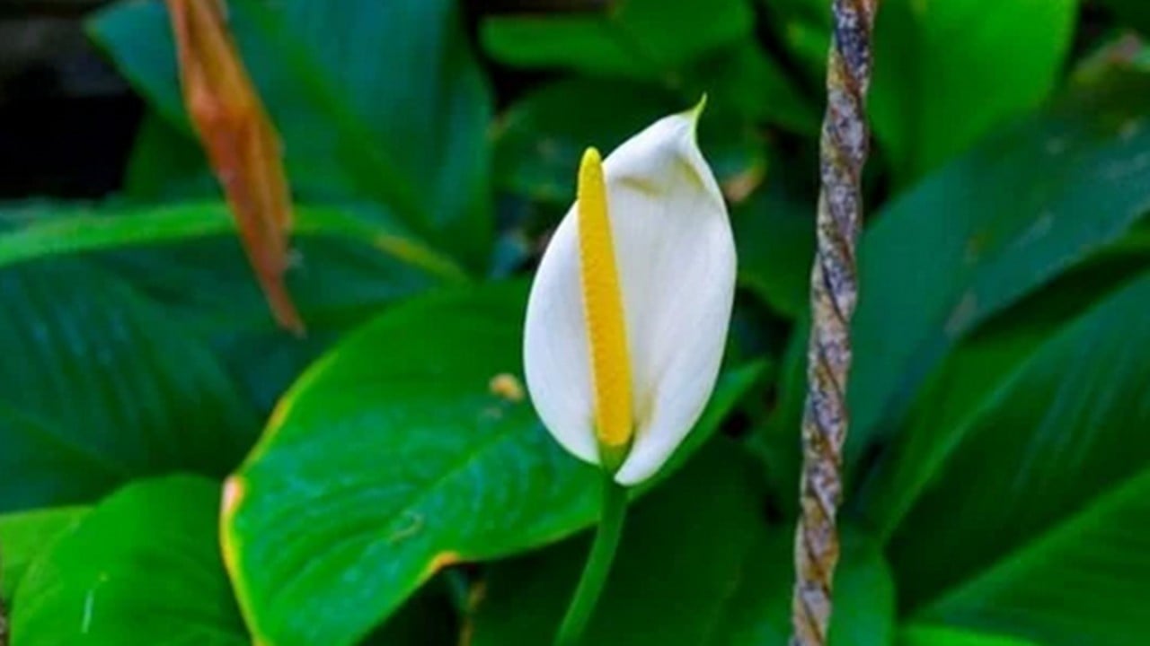 Foto - Bu bitkiyi evinizde bulundurun size yeter! Havayı yüzde 90 temizliyor! Hem doğal hem şık