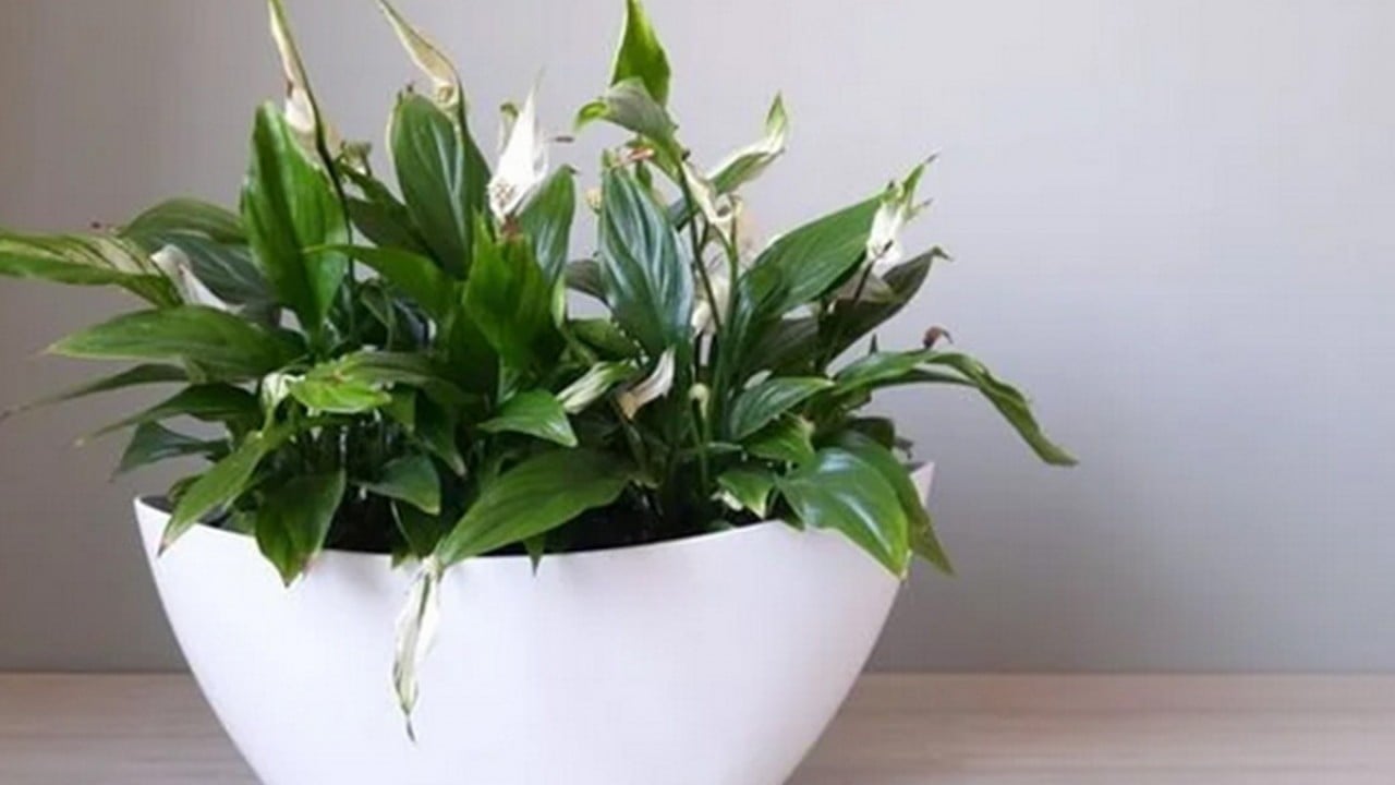 Foto - Bu bitkiyi evinizde bulundurun size yeter! Havayı yüzde 90 temizliyor! Hem doğal hem şık