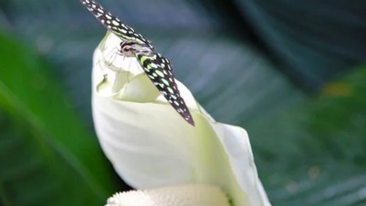 Foto - Bu bitkiyi evinizde bulundurun size yeter! Havayı yüzde 90 temizliyor! Hem doğal hem şık