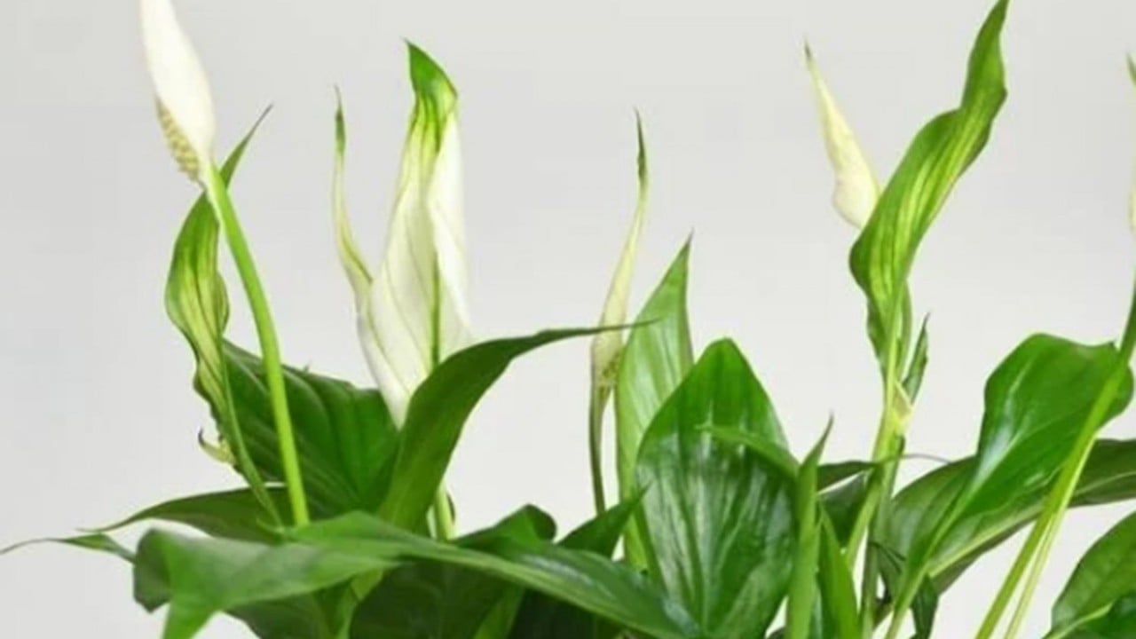 Foto - Bu bitkiyi evinizde bulundurun size yeter! Havayı yüzde 90 temizliyor! Hem doğal hem şık