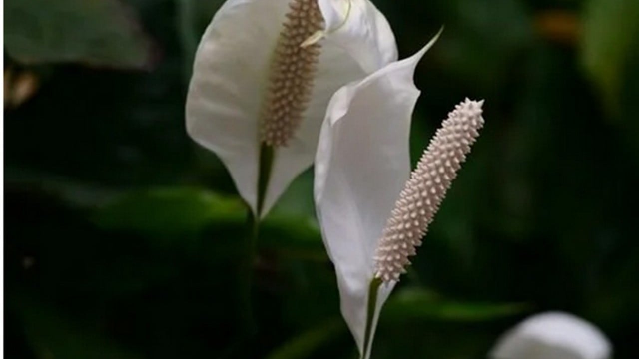 Foto - Bu bitkiyi evinizde bulundurun size yeter! Havayı yüzde 90 temizliyor! Hem doğal hem şık