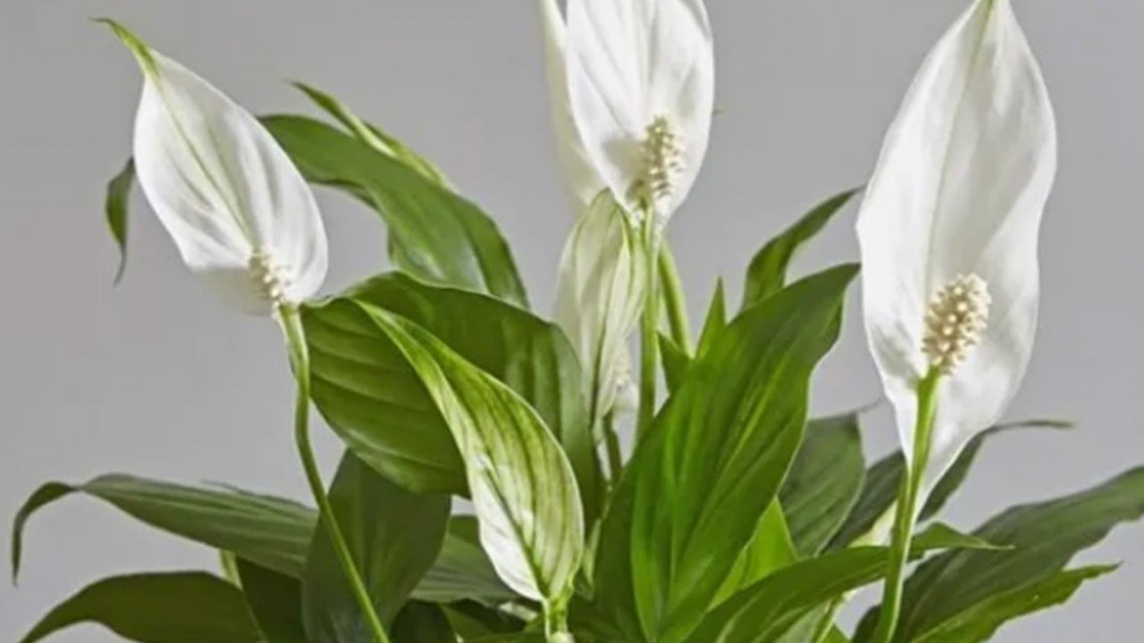 Foto - Bu bitkiyi evinizde bulundurun size yeter! Havayı yüzde 90 temizliyor! Hem doğal hem şık