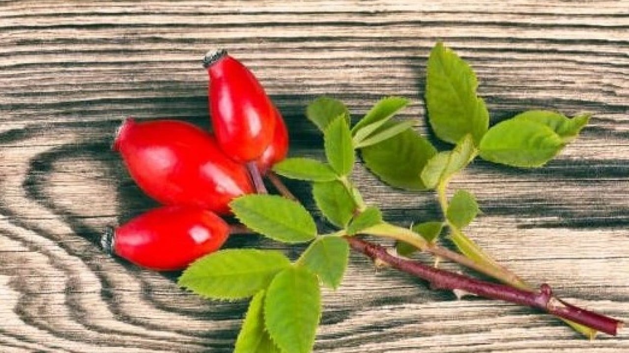 Foto - Bu bitkiyi tüketen hastalık yüzü görmüyor! Faydaları saymakla bitmiyor