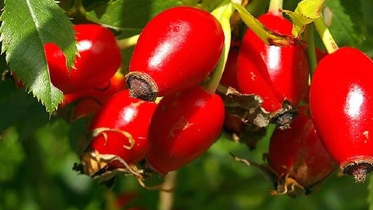 Bu bitkiyi tüketen hastalık yüzü görmüyor! Faydaları saymakla bitmiyor