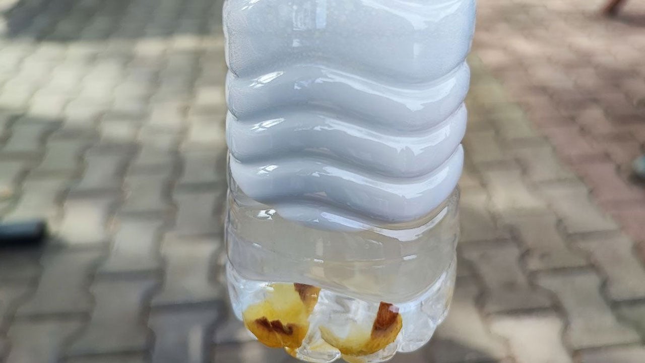 Foto - Bu ceviz sofralık değil! Bakın ne için kullanılıyor