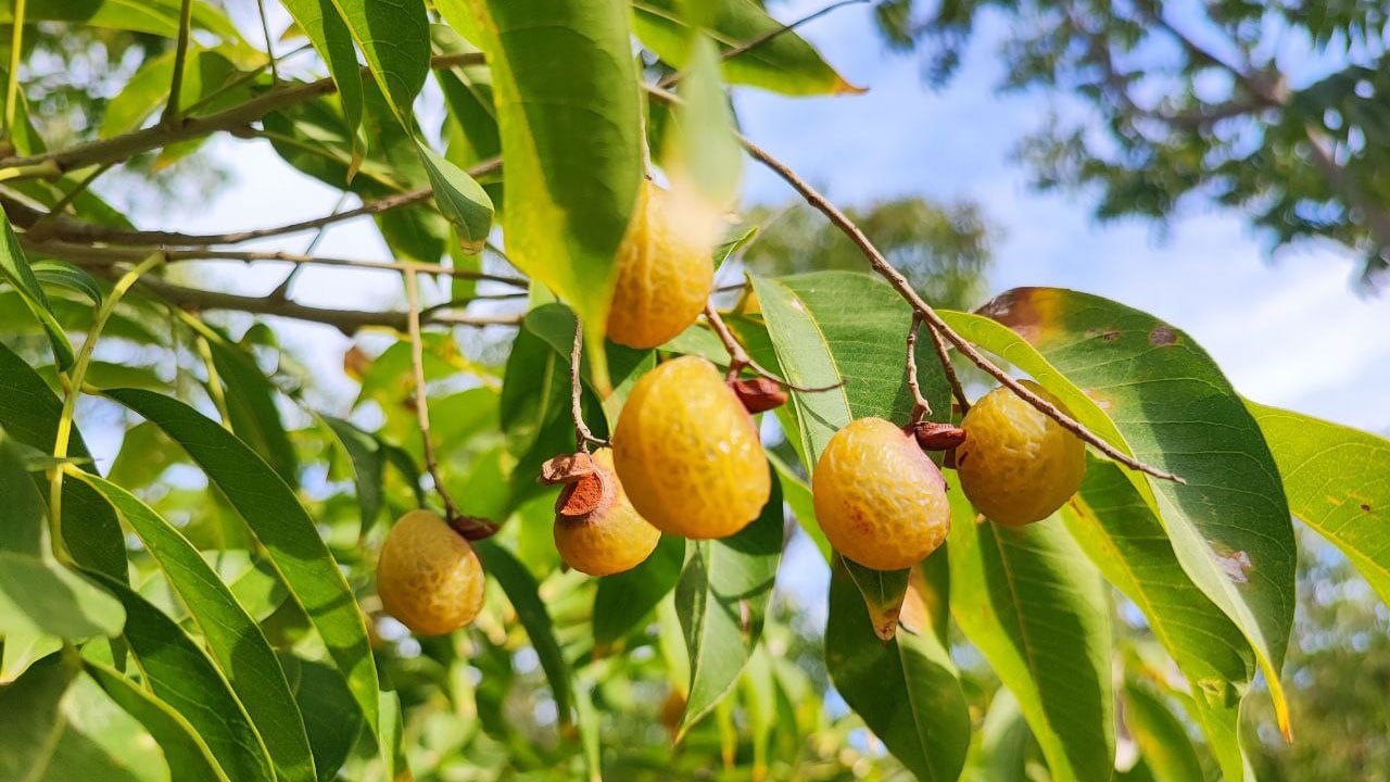 Foto - Bu ceviz sofralık değil! Bakın ne için kullanılıyor