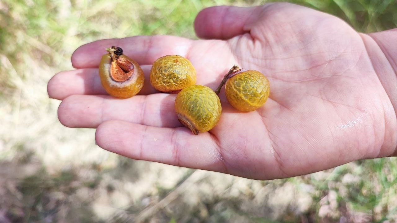 Foto - Bu ceviz sofralık değil! Bakın ne için kullanılıyor