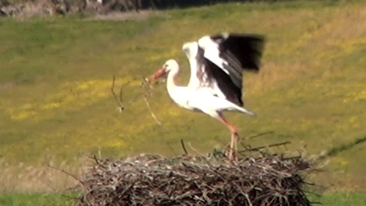 Foto - Bu da leyleğin hırsızı: Komşusunun yuvasından malzeme çalarken yakalandı