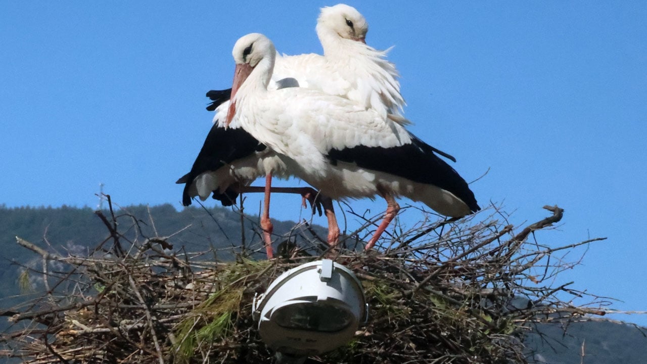 Foto - Bu da leyleğin hırsızı: Komşusunun yuvasından malzeme çalarken yakalandı
