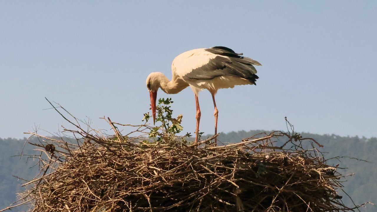 Bu da leyleğin hırsızı: Komşusunun yuvasından malzeme çalarken yakalandı