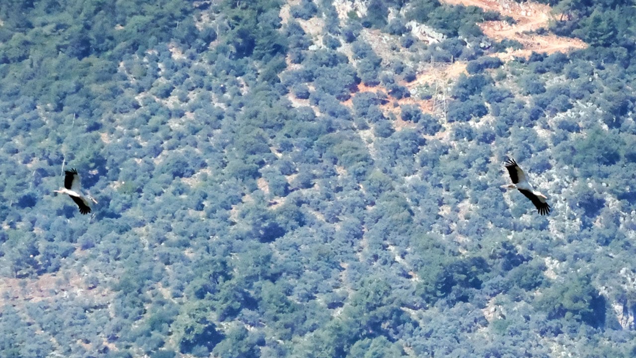 Foto - Bu da leyleğin hırsızı: Komşusunun yuvasından malzeme çalarken yakalandı