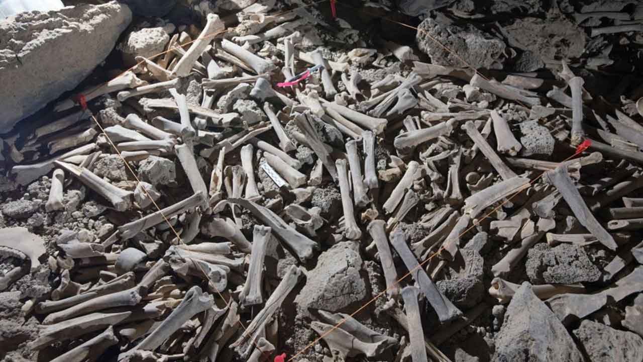 Foto - Bu dışkı haberine en çok Prof. Dr. Celal Şengör çok sevinecek