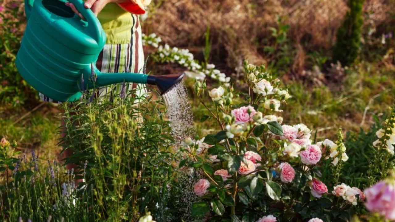 Foto - Bu faydasını öğrenince şaşıracaksınız! Muz kabuklarını çöpe atanlar dikkat