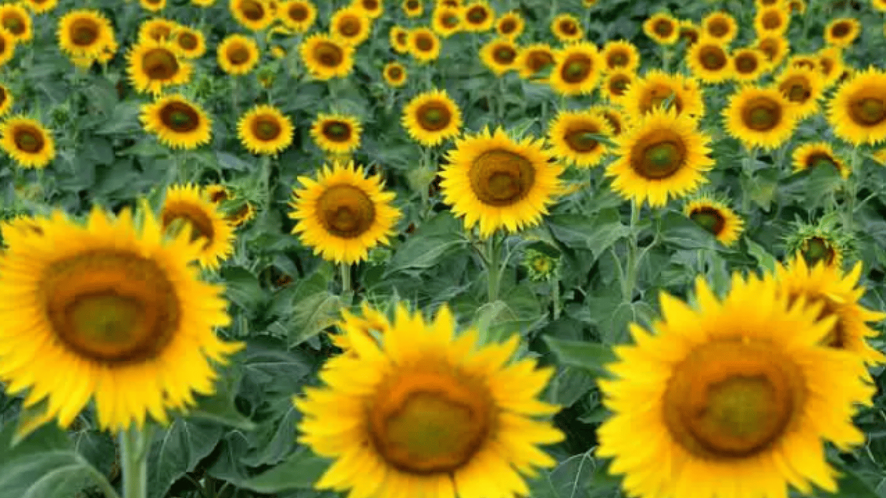 Foto - Tabelada görmeseniz inanmazsınız: İşte Türkiye'nin en tuhaf köy isimleri! 