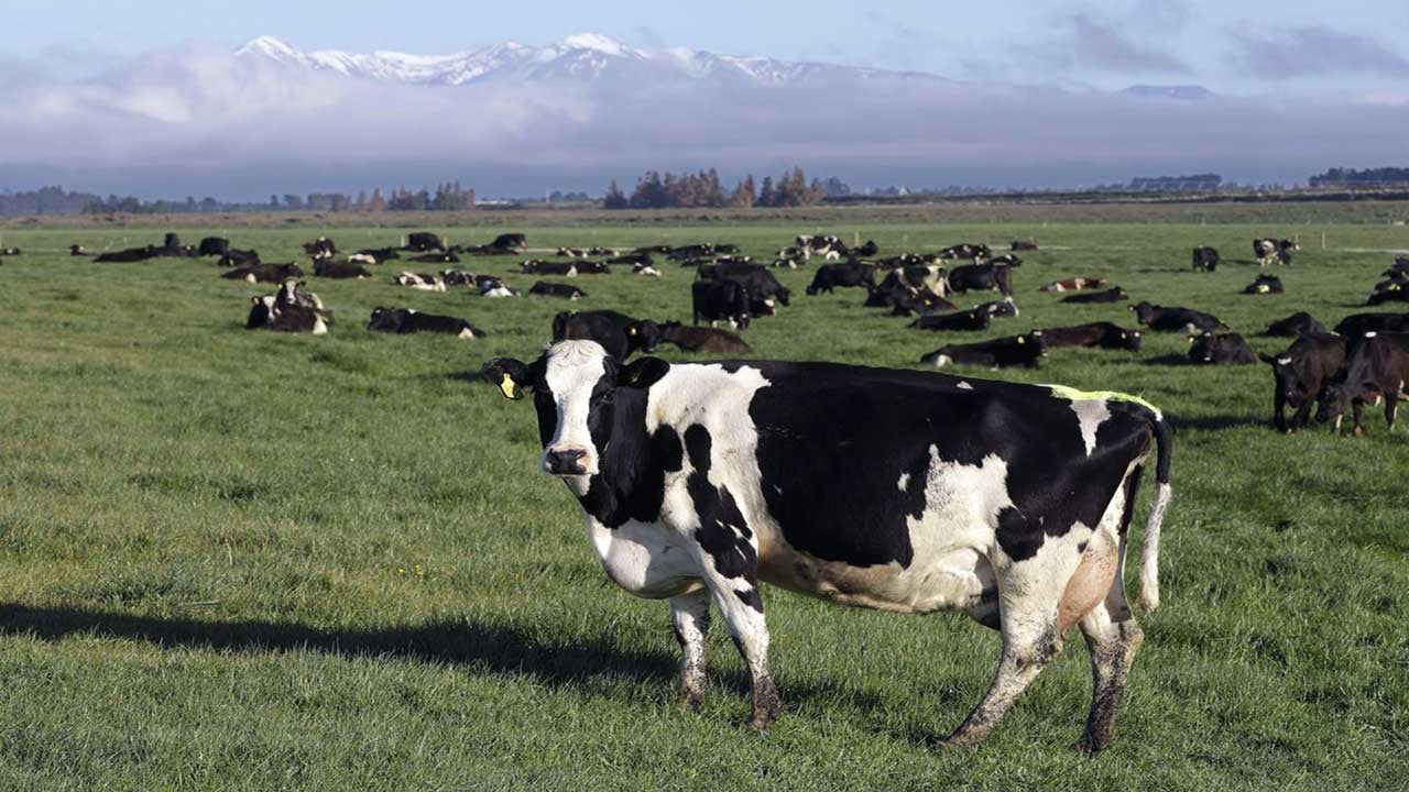 Foto - Bu işin sonu kötü! Yapay zeka çobanları vuracak