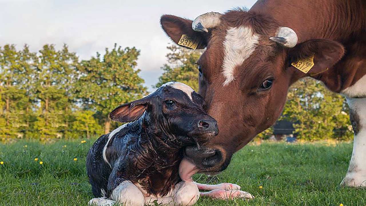 Foto - Bu işin sonu kötü! Yapay zeka çobanları vuracak