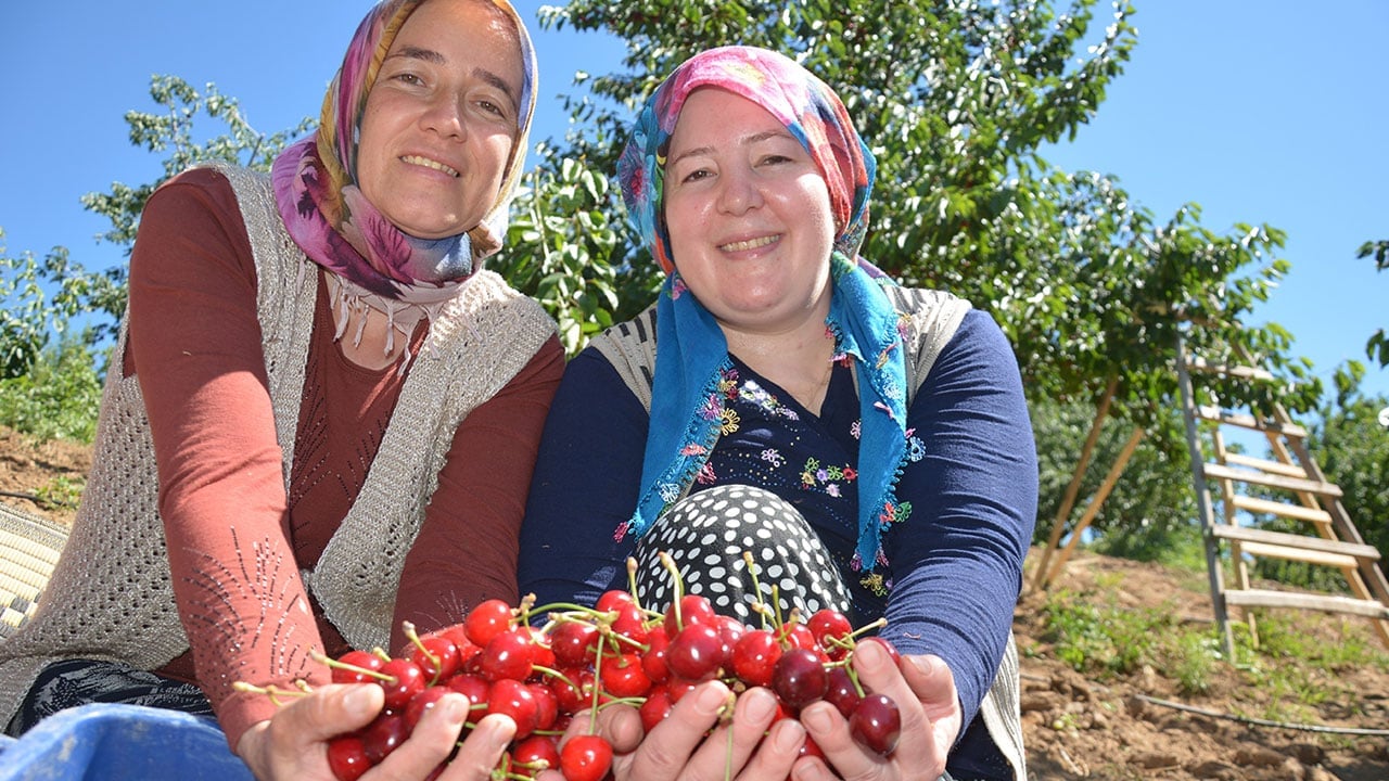 Foto - Bu kirazın neden lezzetli olduğu belli oldu! Bakın organik olması için ne yapıyorlar