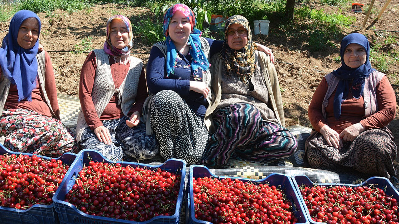 Foto - Bu kirazın neden lezzetli olduğu belli oldu! Bakın organik olması için ne yapıyorlar