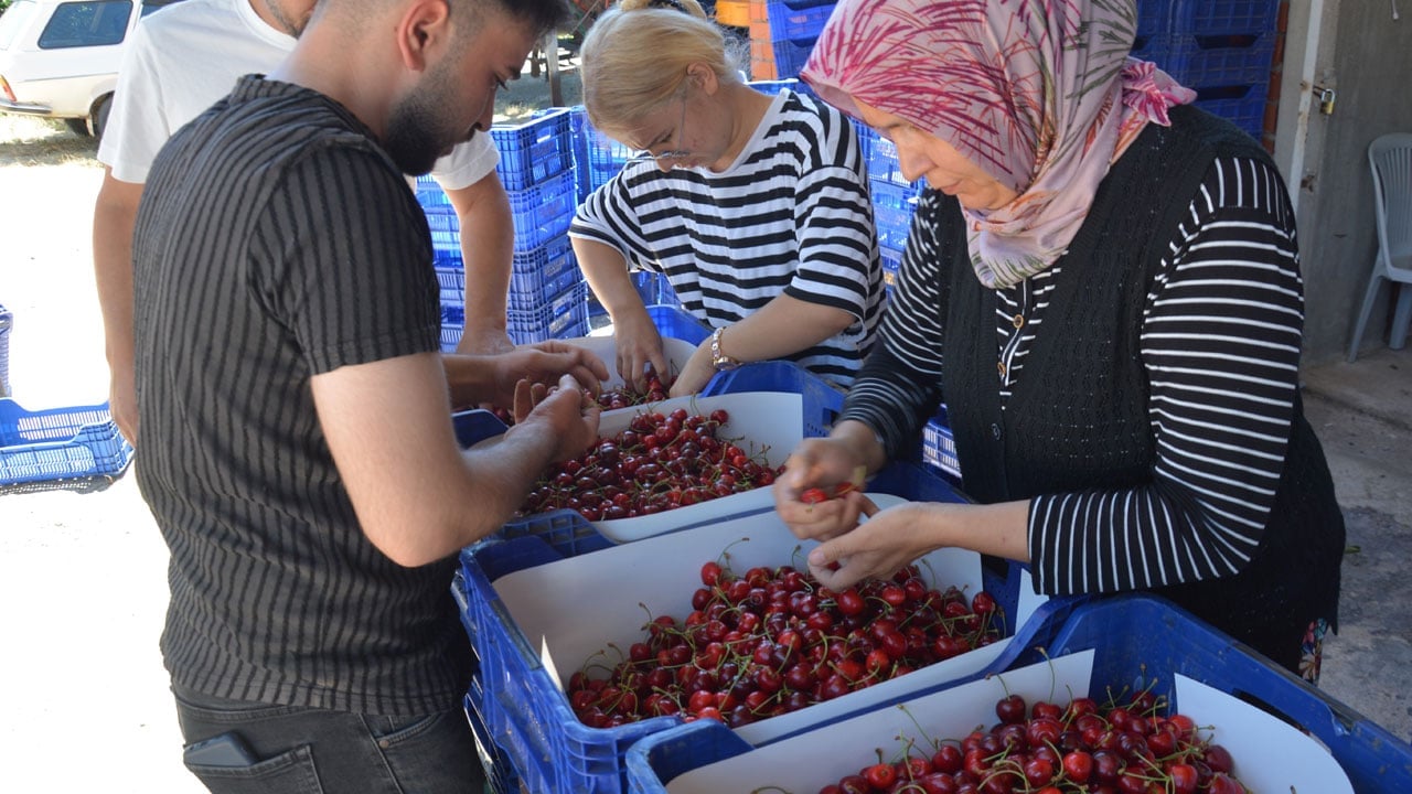 Foto - Bu kirazın neden lezzetli olduğu belli oldu! Bakın organik olması için ne yapıyorlar