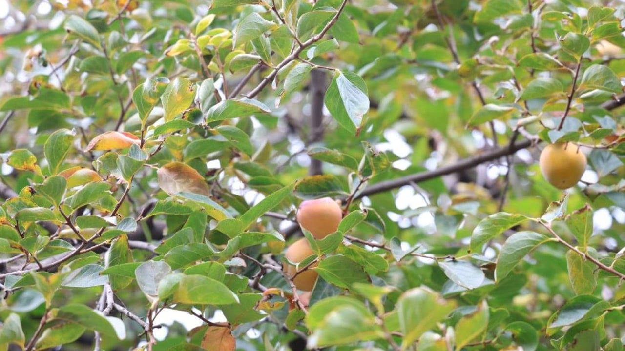Foto - Bu köyde ne eksen onu biçiyorsun! Her iklime "geçit" var