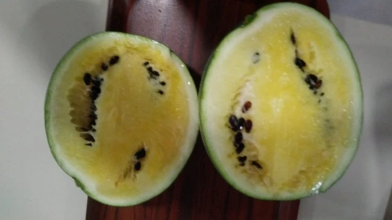 Foto - Bu meyveyi yetiştiren köylüler para basmaya başladı! Tarlasına eken bir ayda evini, arabasını alıyor