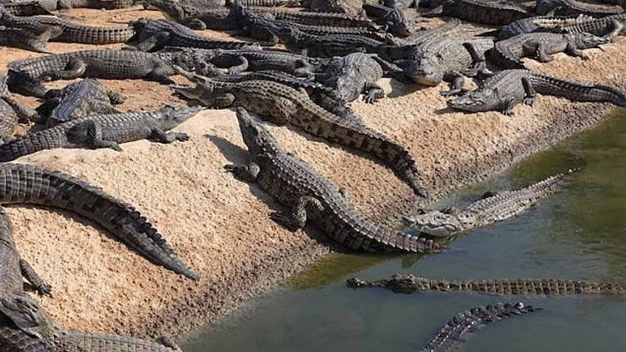 Foto - Bu nasıl bir zulüm! Müslümanları timsahlara yedirecekler!