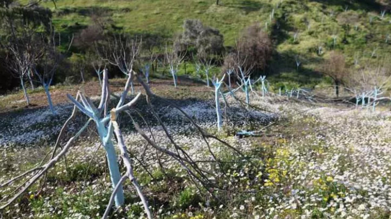 Foto - Öfkesini onlardan çıkardı: ''İnsan kanı taşıyan biri bunu yapamaz'' 