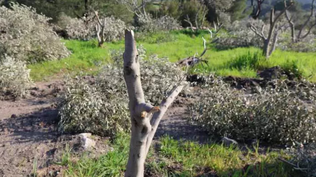 Foto - Öfkesini onlardan çıkardı: ''İnsan kanı taşıyan biri bunu yapamaz'' 