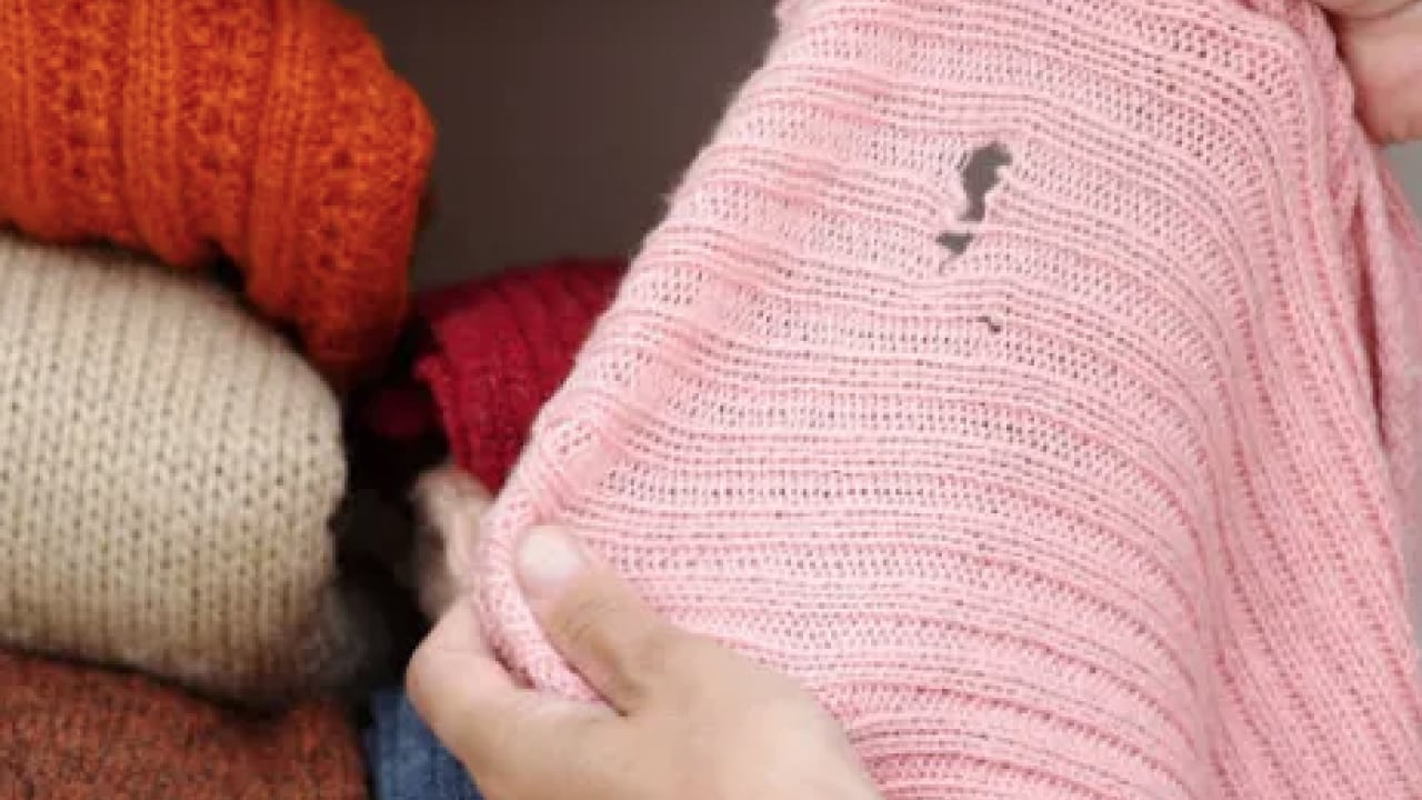 Foto - Bu sorunu kökten çözecek... Evdeki güvelerden bu yöntemle saniyeler içerisinde kurtulun!