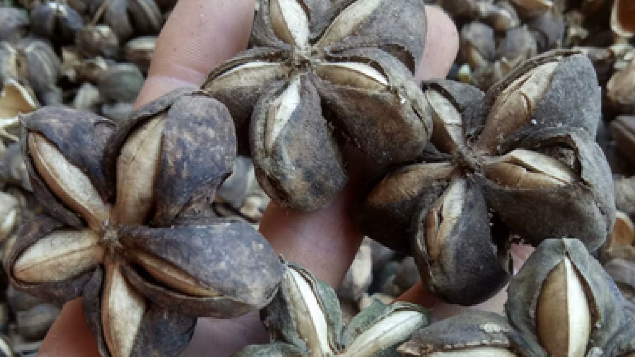 Bu tohum gerçek protein bombası: Herkesin yeni gözdesi oldu! Kalp ve felç gibi hastalıklara çare oluyor