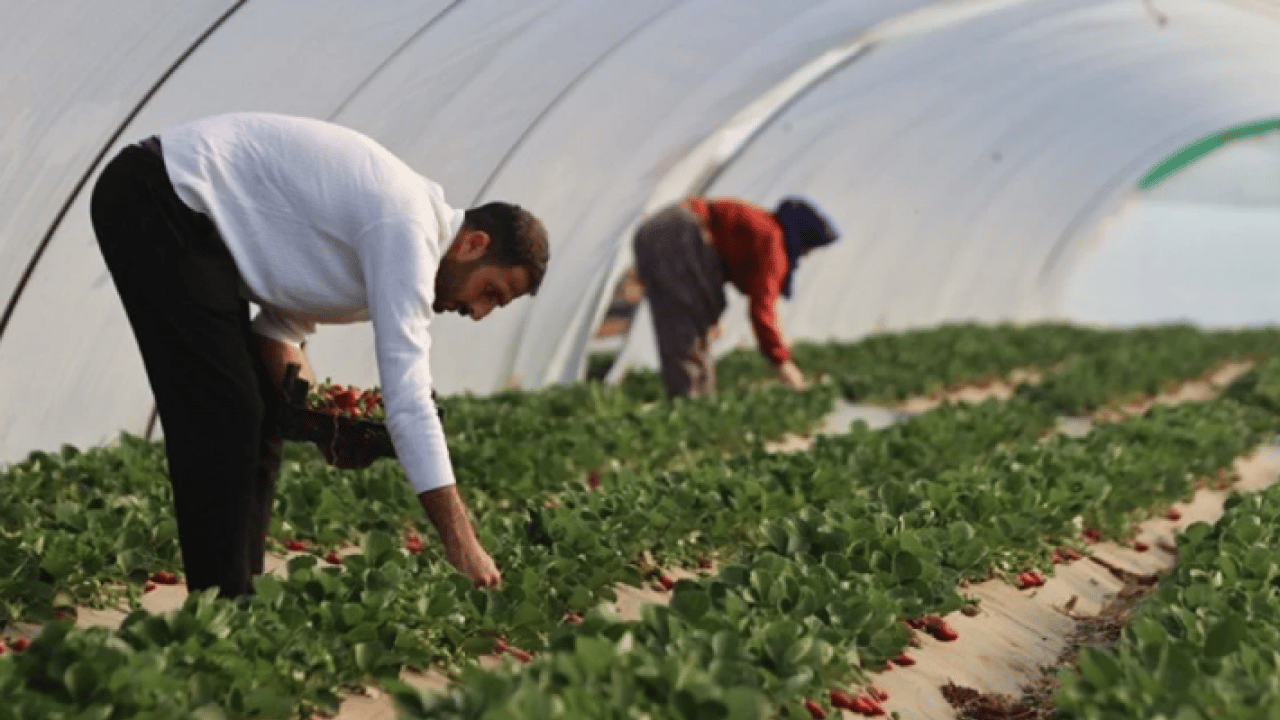 Foto - ‘Bu topraklarda çilek olmaz’ dediler! O ilimizde göz kamaştıran hasat