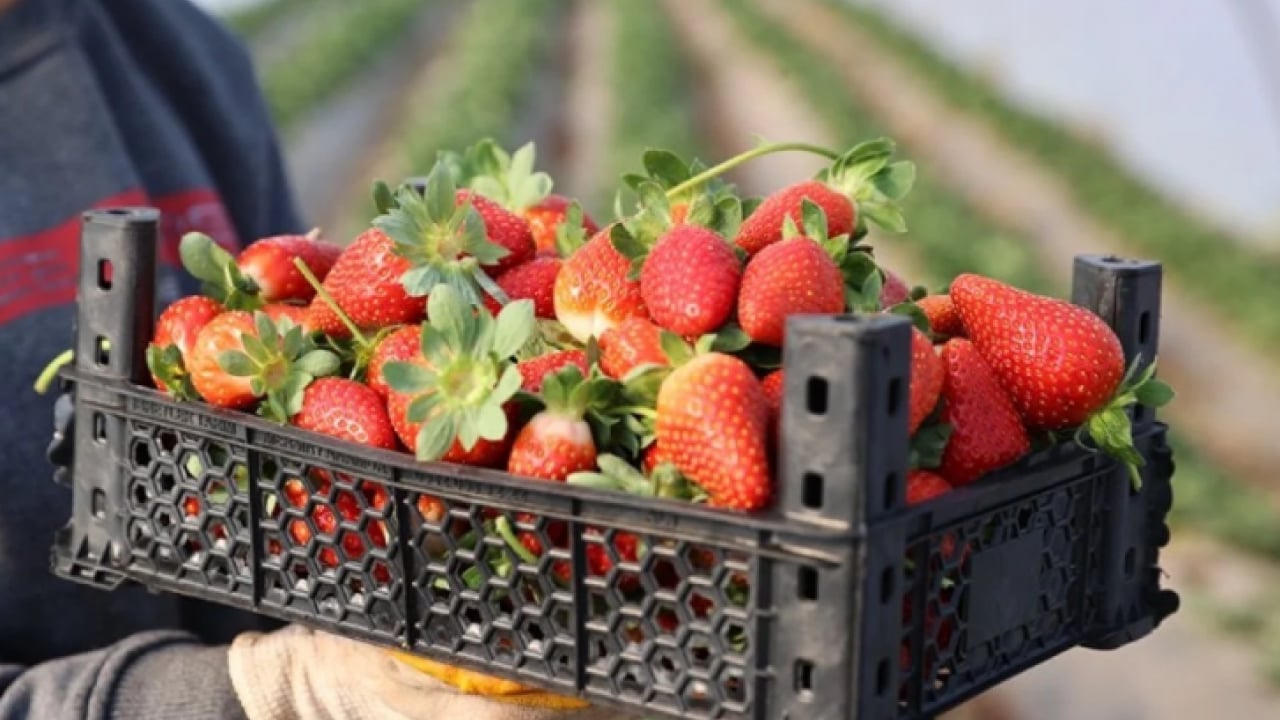 Foto - ‘Bu topraklarda çilek olmaz’ dediler! O ilimizde göz kamaştıran hasat