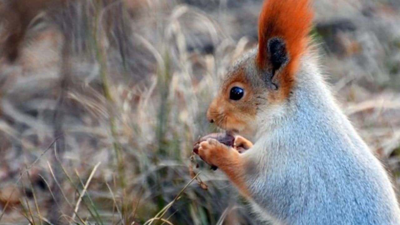 Foto - Bu türleri ilk kez duymuş olabilirsiniz! Türkiye'nin en değerli 34 hayvanı belli oldu