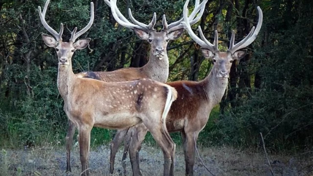 Foto - Bu türleri ilk kez duymuş olabilirsiniz! Türkiye'nin en değerli 34 hayvanı belli oldu