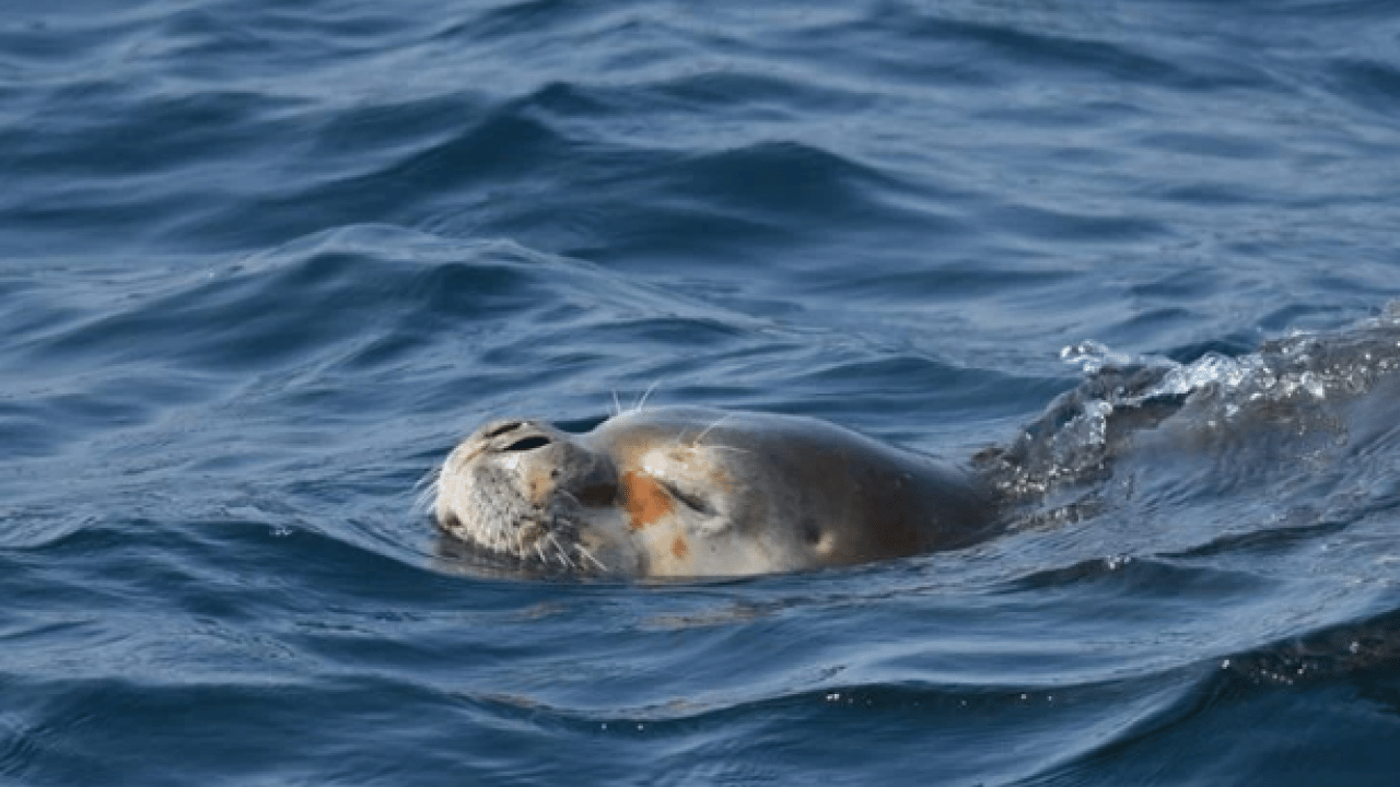 Foto - Bu türleri ilk kez duymuş olabilirsiniz! Türkiye'nin en değerli 34 hayvanı belli oldu