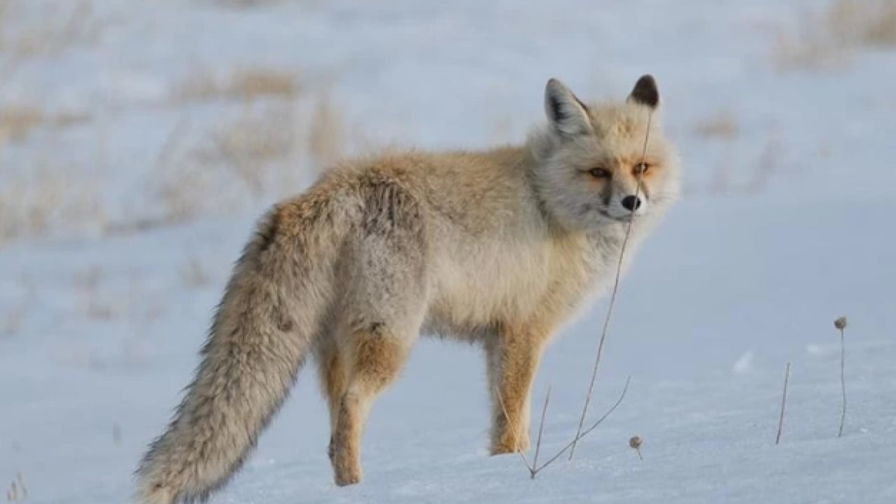 Foto - Bu türleri ilk kez duymuş olabilirsiniz! Türkiye'nin en değerli 34 hayvanı belli oldu