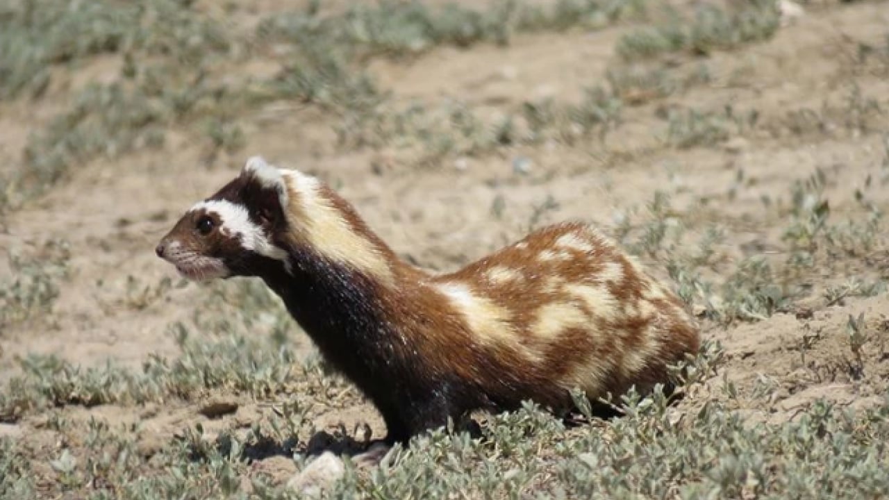 Foto - Bu türleri ilk kez duymuş olabilirsiniz! Türkiye'nin en değerli 34 hayvanı belli oldu