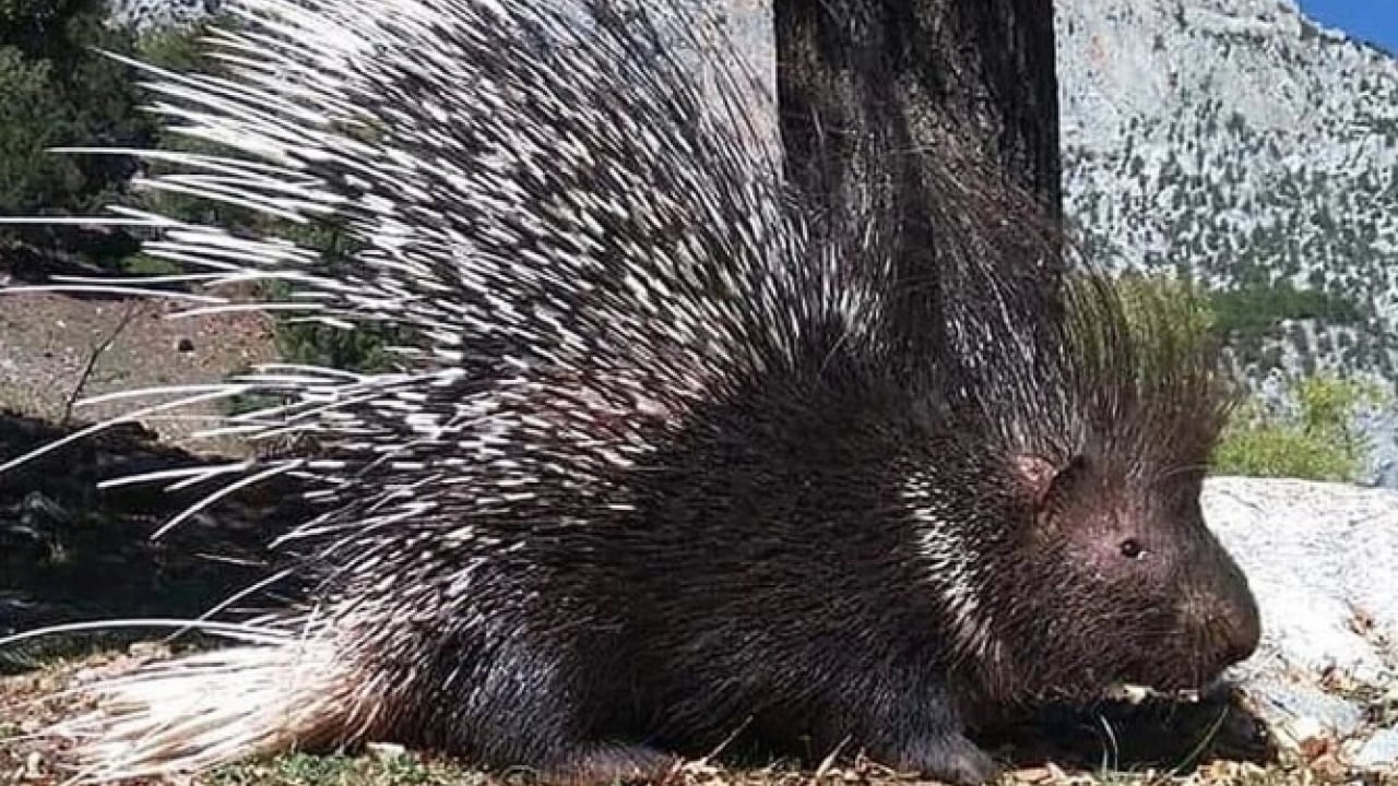 Foto - Bu türleri ilk kez duymuş olabilirsiniz! Türkiye'nin en değerli 34 hayvanı belli oldu