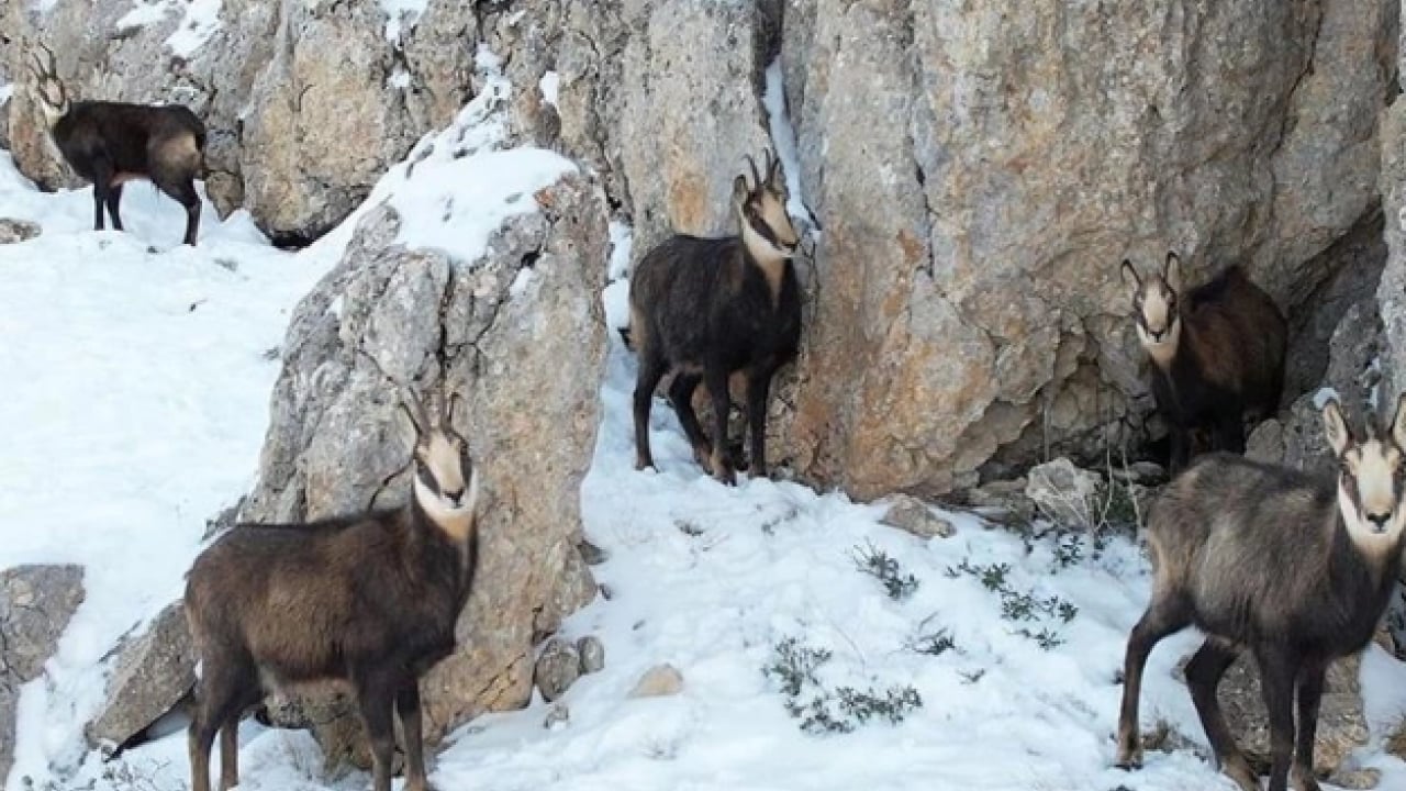 Foto - Bu türleri ilk kez duymuş olabilirsiniz! Türkiye'nin en değerli 34 hayvanı belli oldu